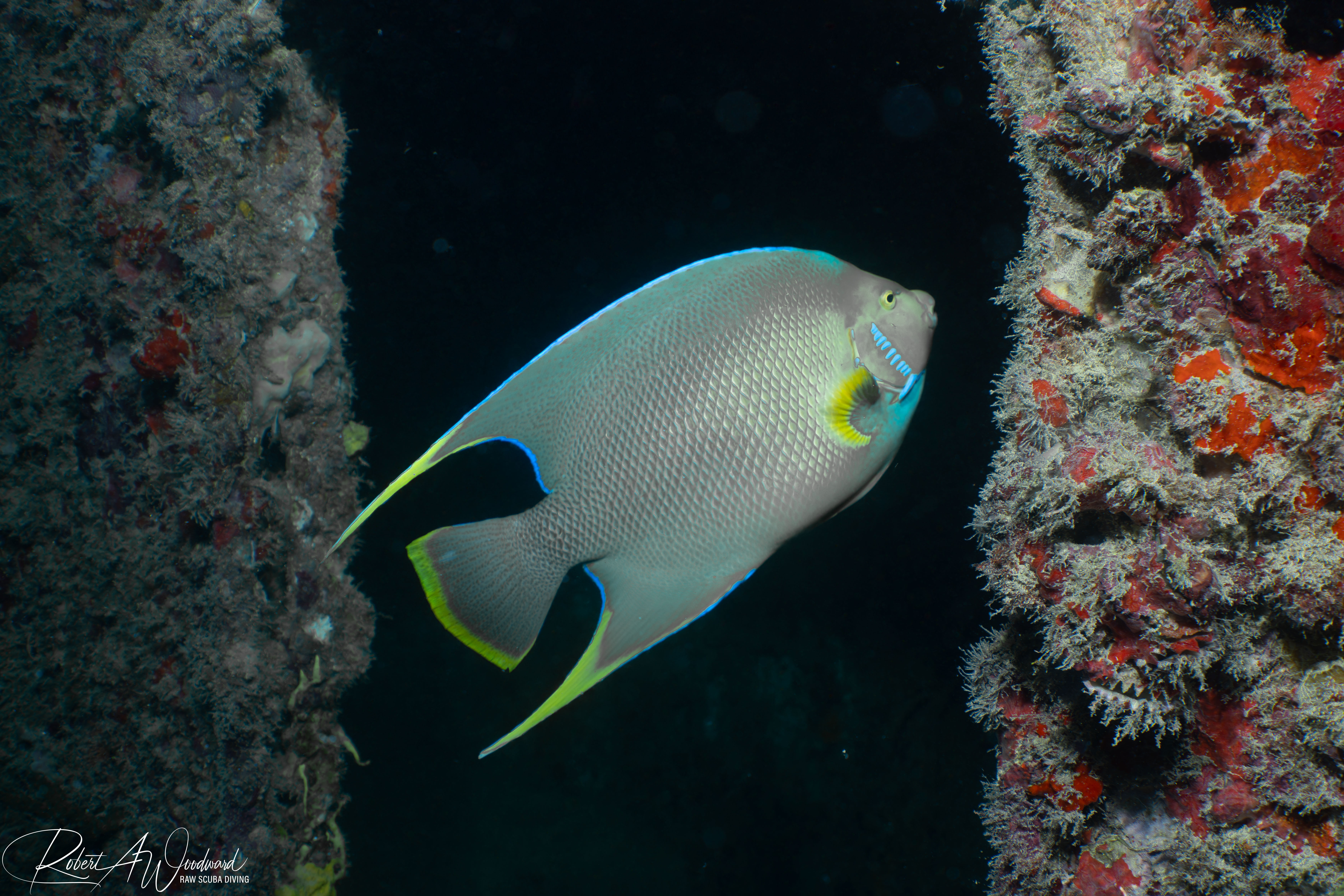 Angelfish Vandenberg Keywest