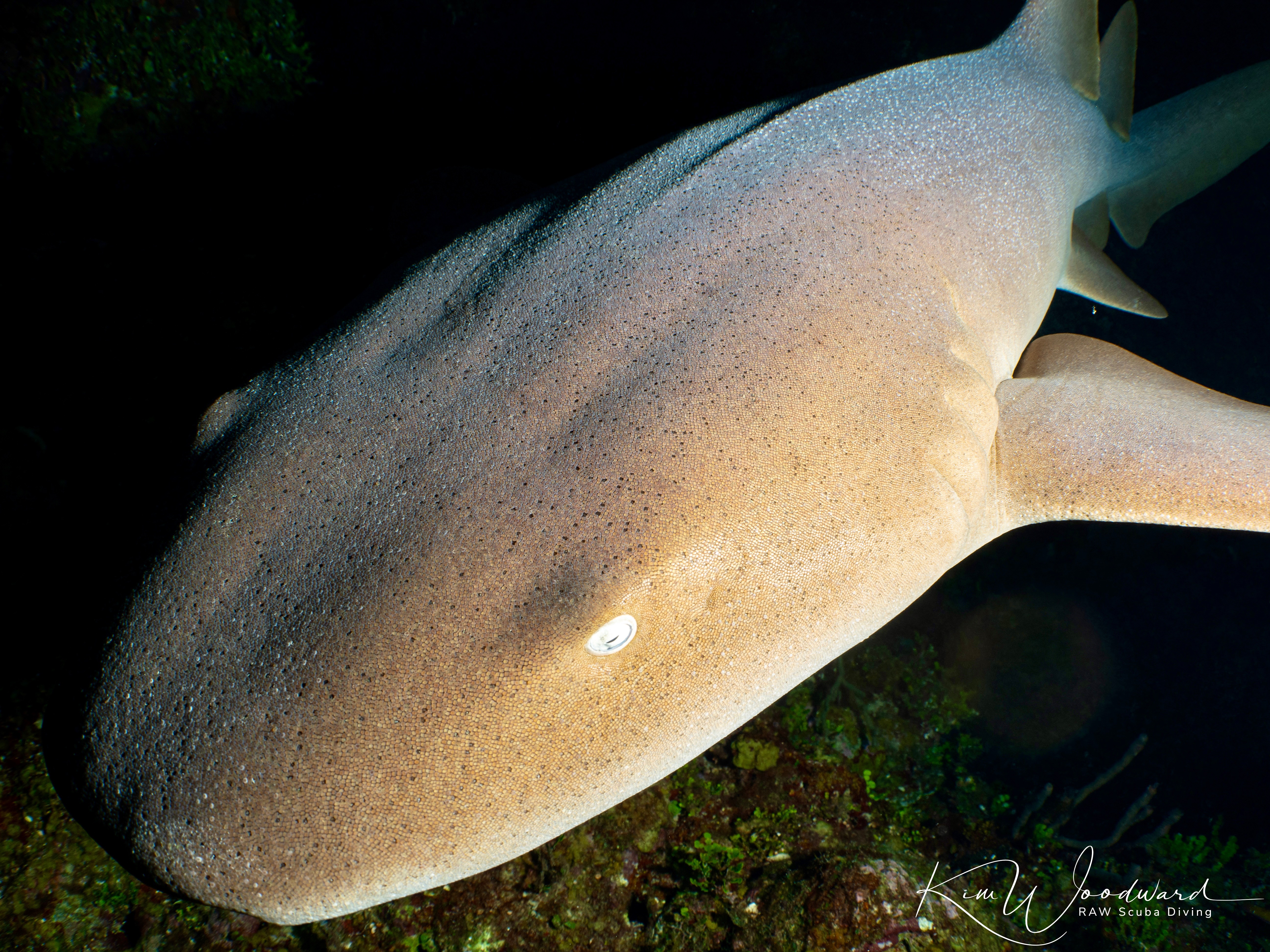 Belize 26 Nurse Shark