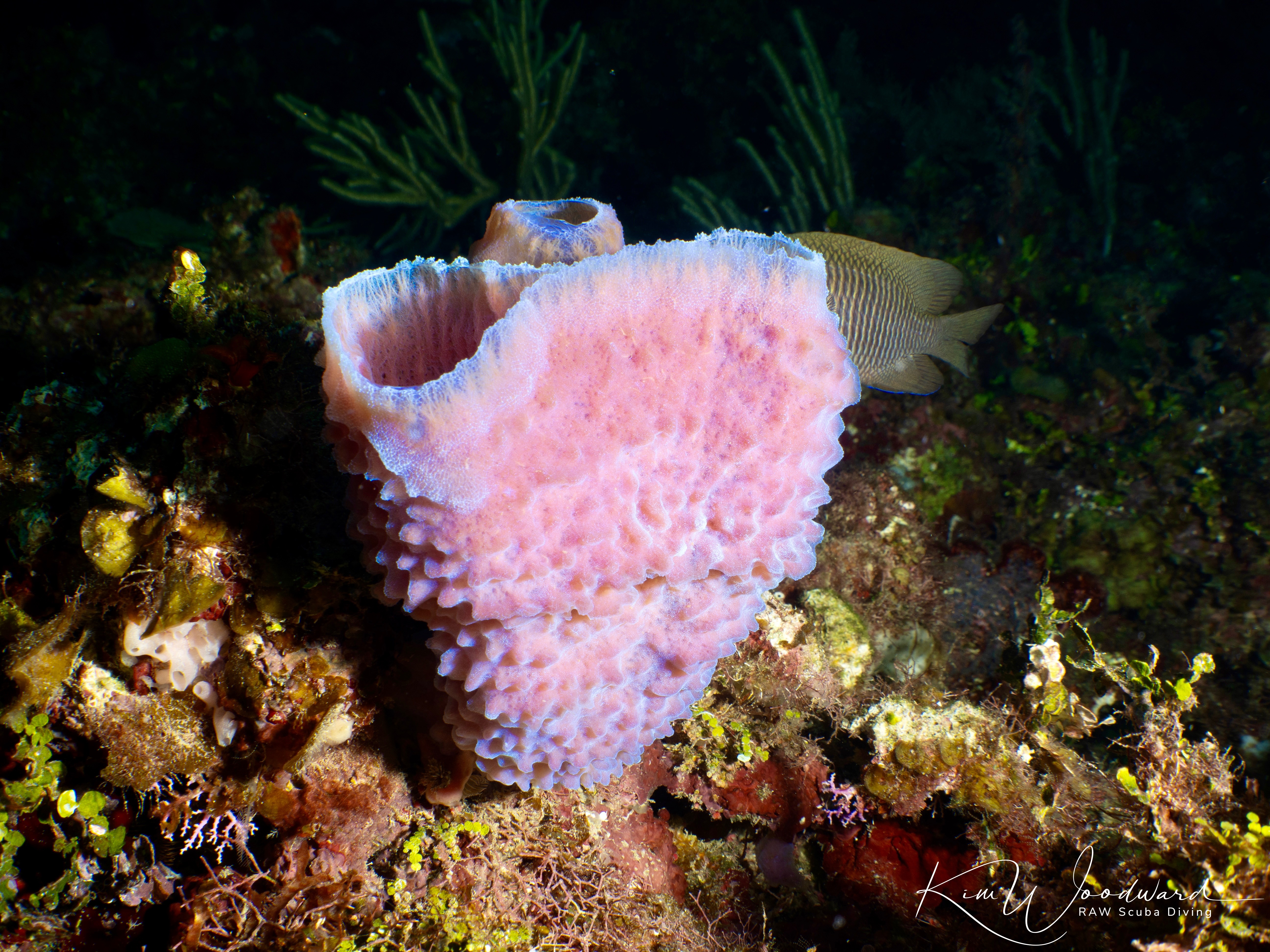 Belize 26 Sponge