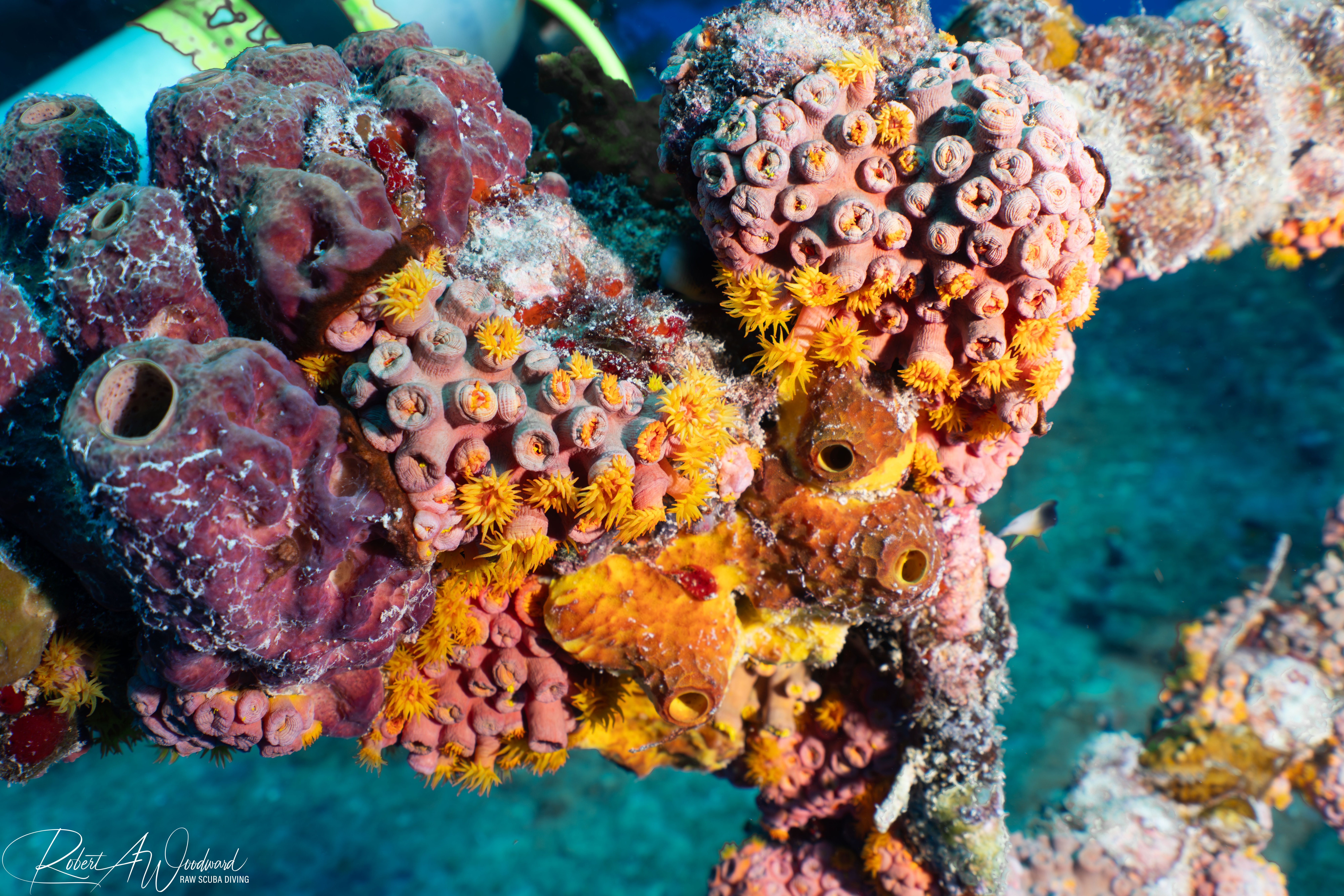Coral Sponge Vandenberg Keywest