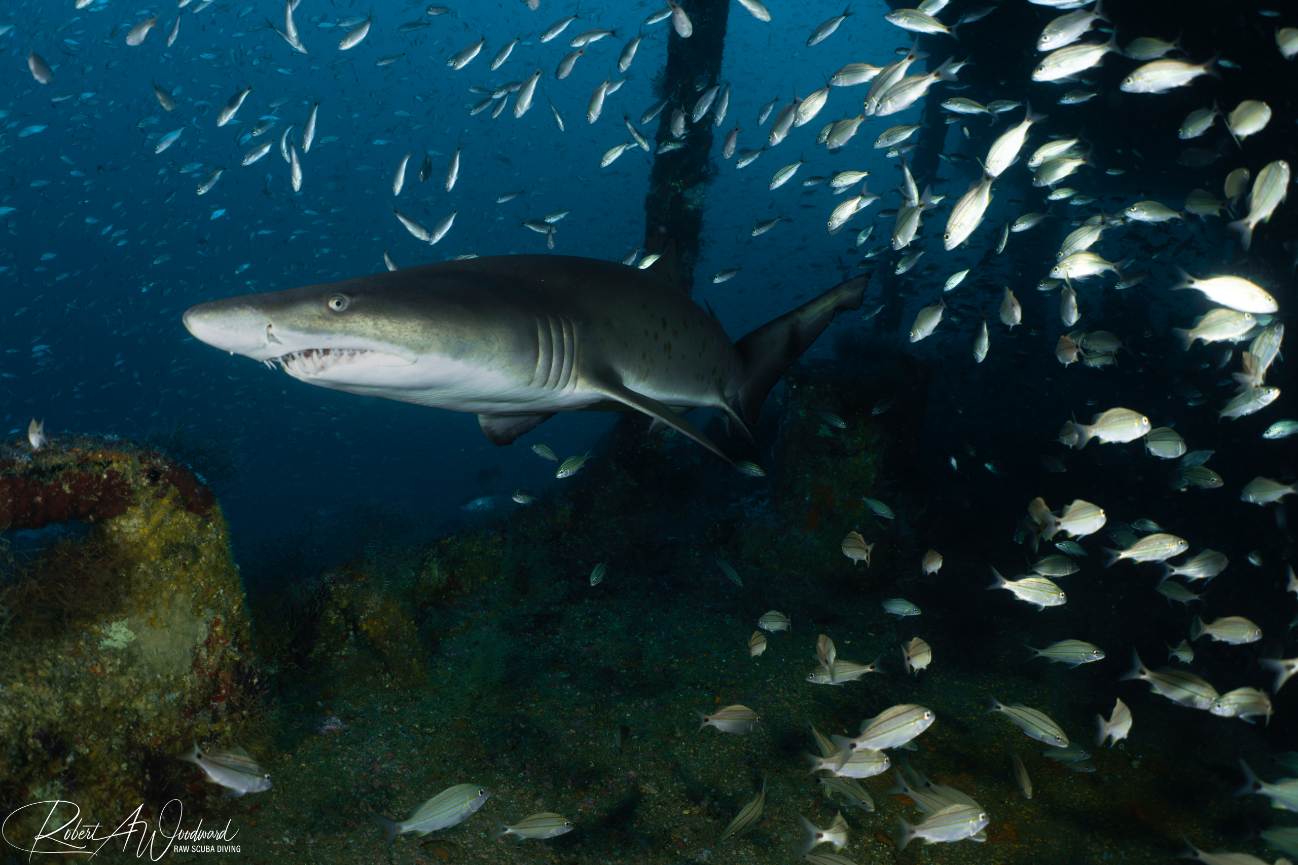 NC Shark 1 2