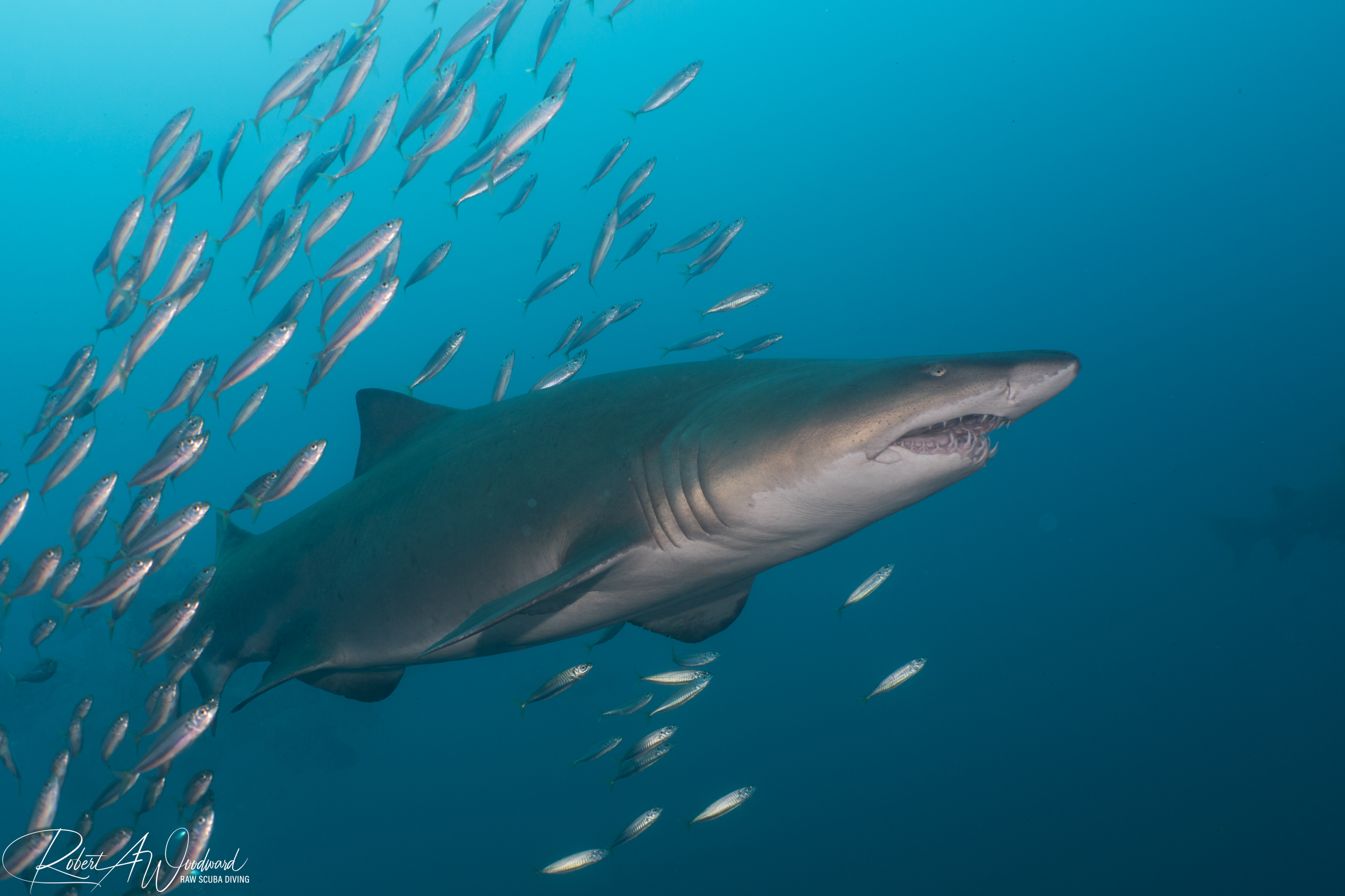 NC Shark 1 3