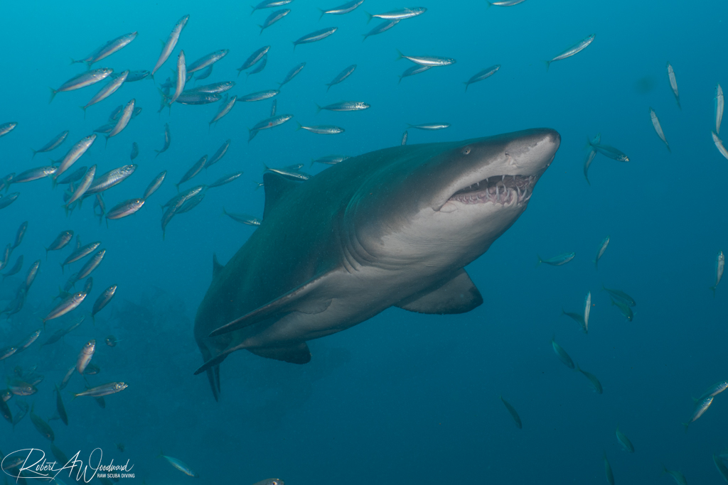 NC Shark 15