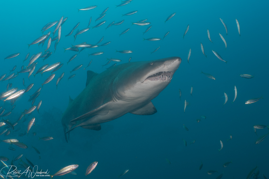 NC Shark 16