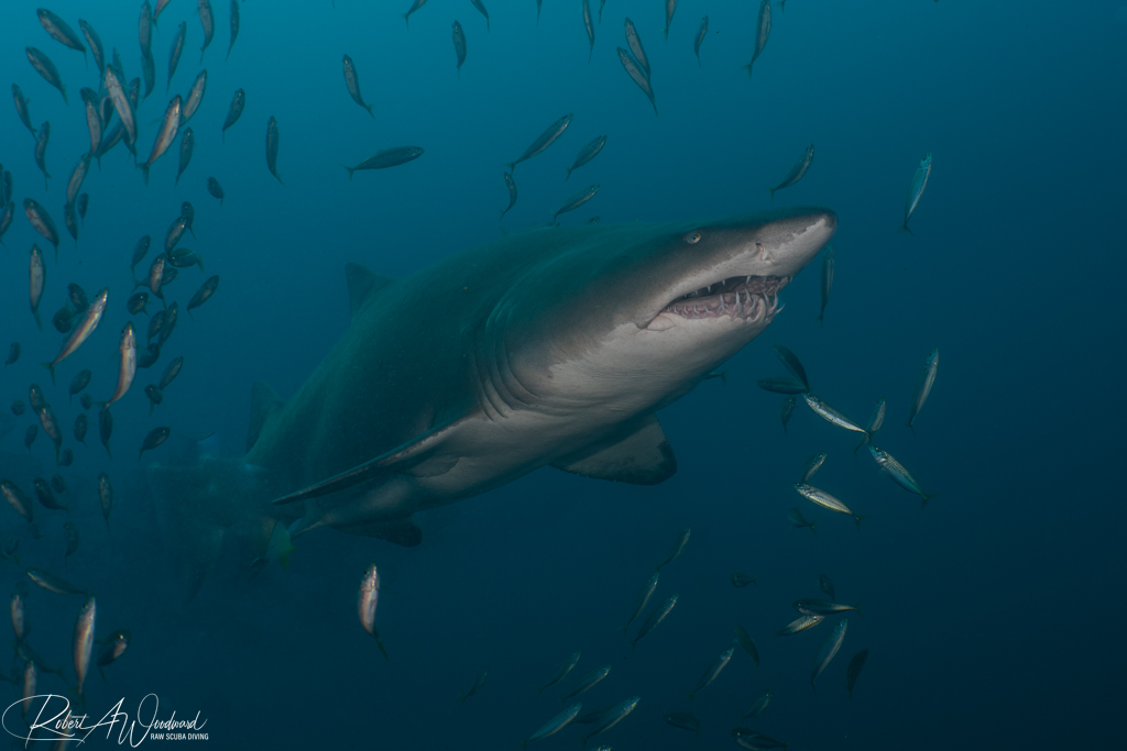 NC Shark 17