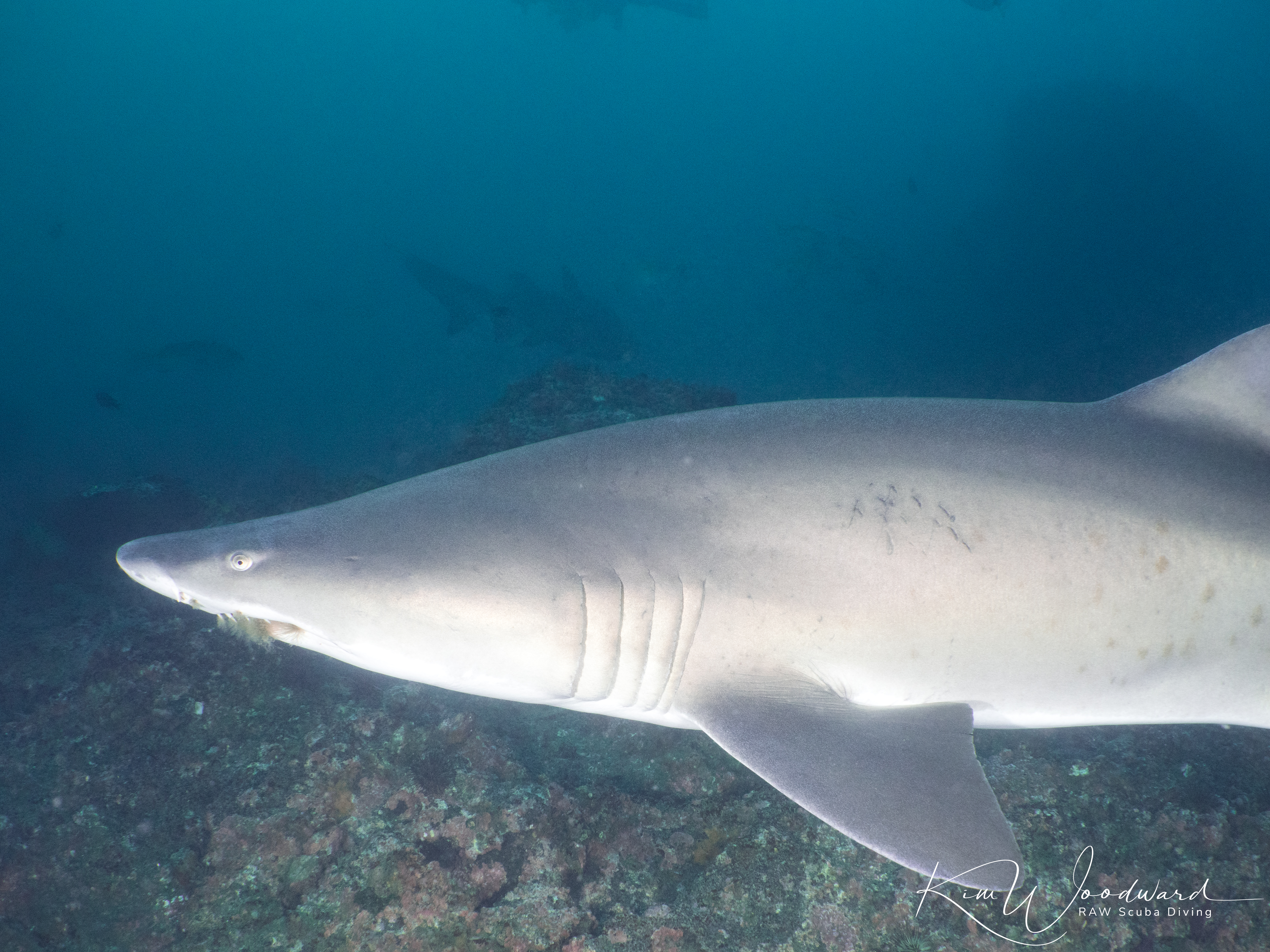 NC Shark 20