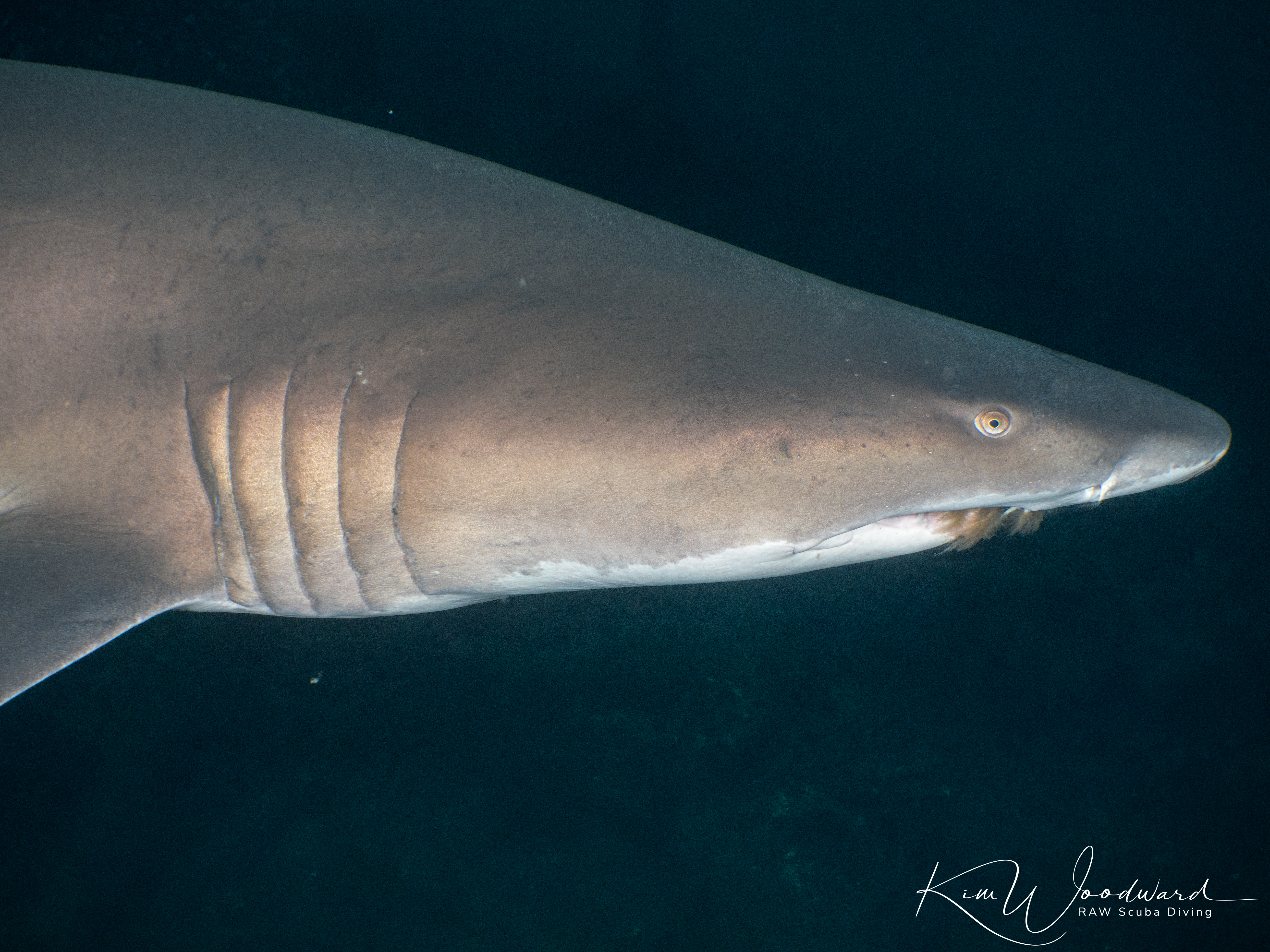 NC Shark 4