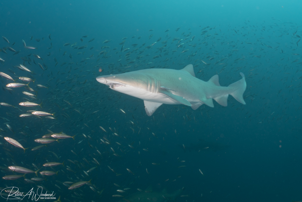 NC Shark 6