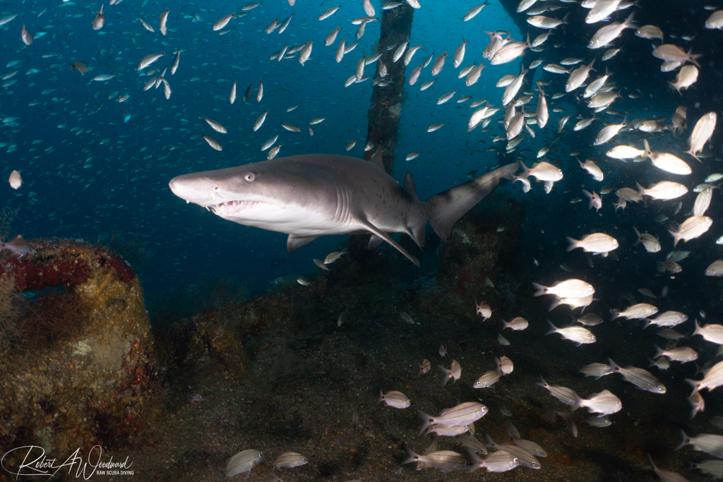 NC Shark 7