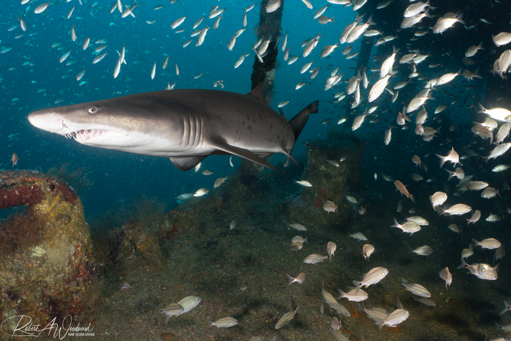 NC Shark 9