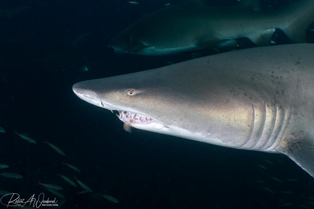 Diving on Wrecks with Sharks off Morehead City, NC