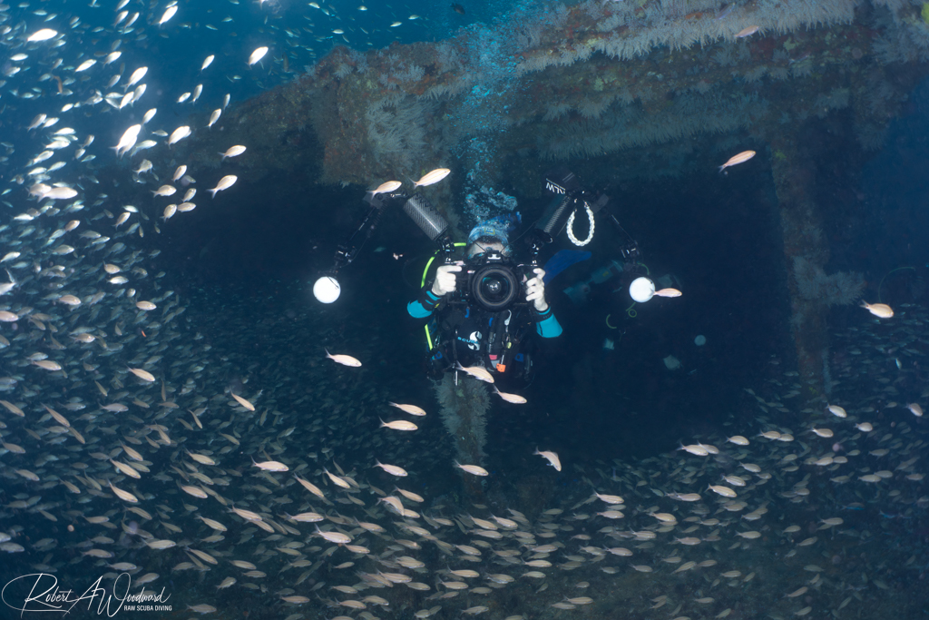 Diving on Wrecks with Sharks off Morehead City, NC