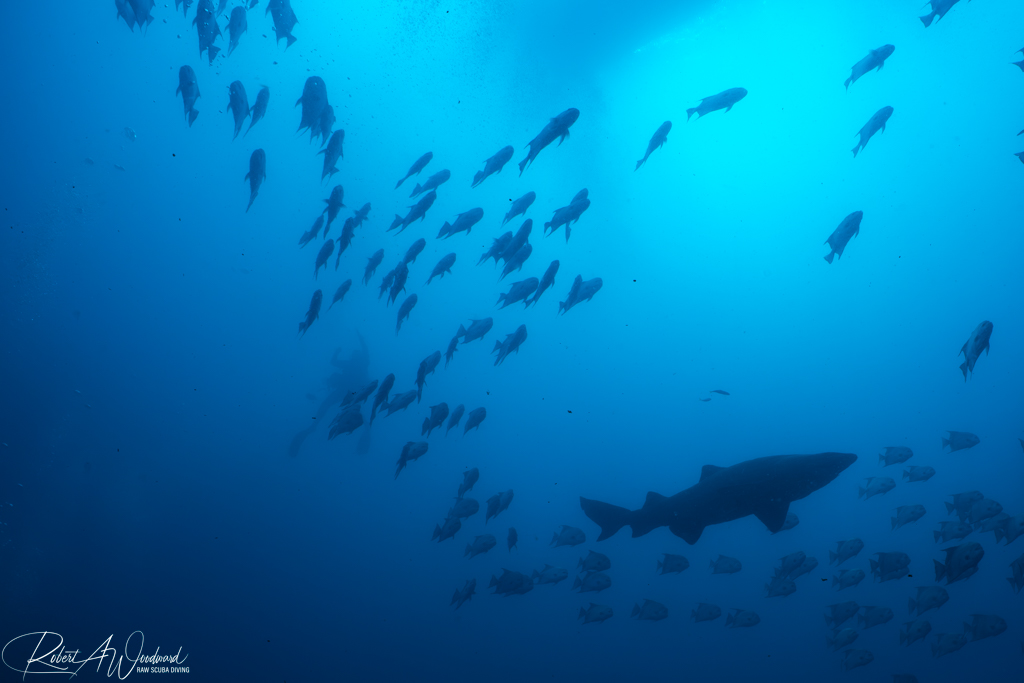Diving on Wrecks with Sharks off Morehead City, NC