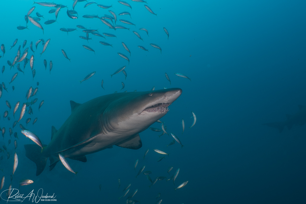 Diving on Wrecks with Sharks off Morehead City, NC