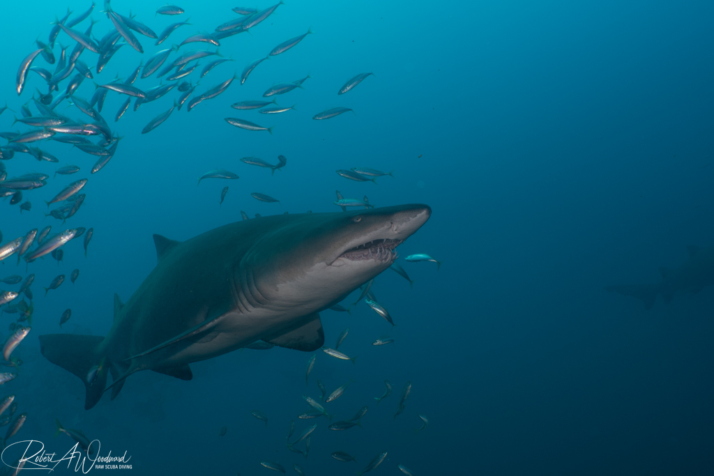 Diving on Wrecks with Sharks off Morehead City, NC
