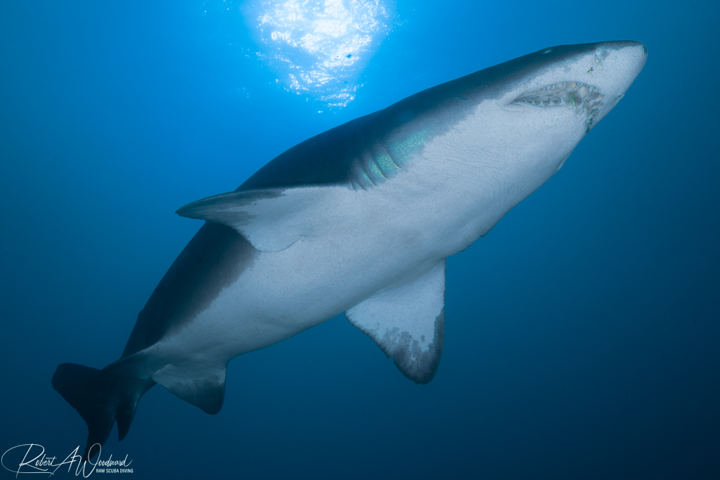 Diving on Wrecks with Sharks off Morehead City, NC
