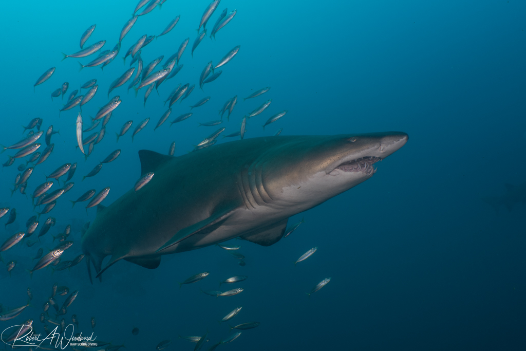 Diving on Wrecks with Sharks off Morehead City, NC