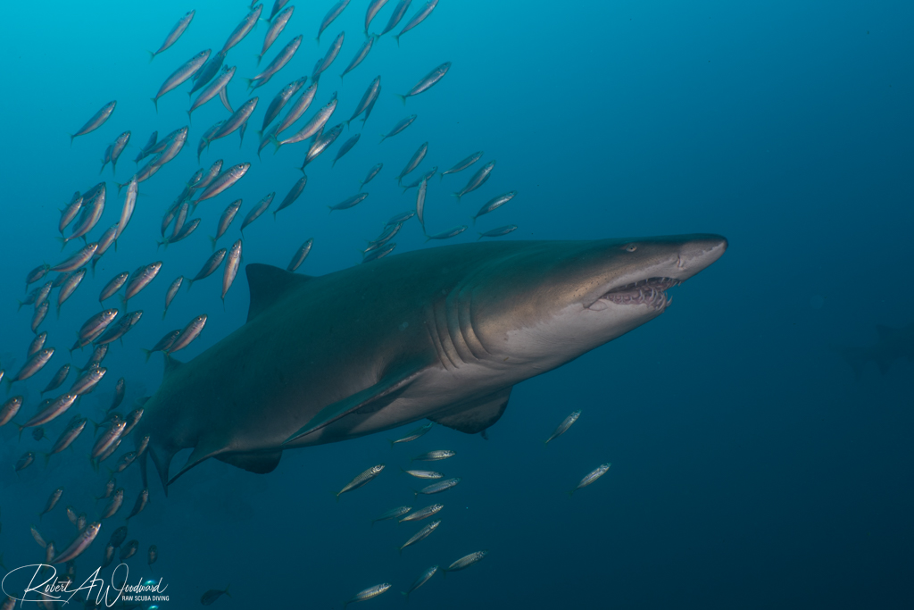 Diving on Wrecks with Sharks off Morehead City, NC