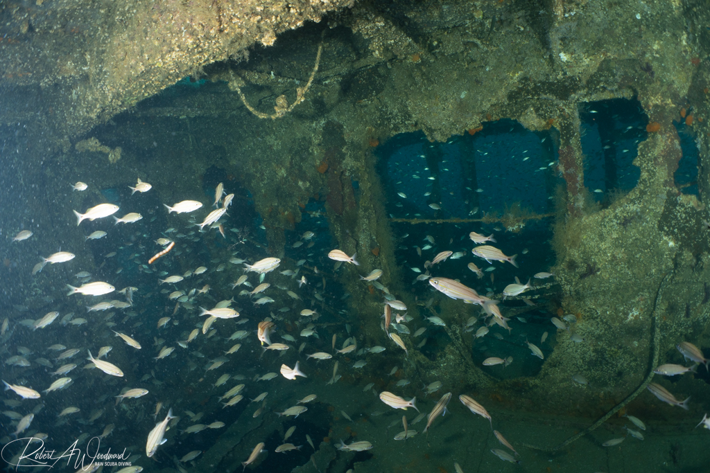 Diving on Wrecks with Sharks off Morehead City, NC