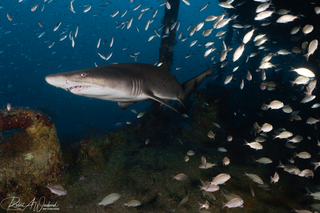 Diving on Wrecks with Sharks off Morehead City, NC
