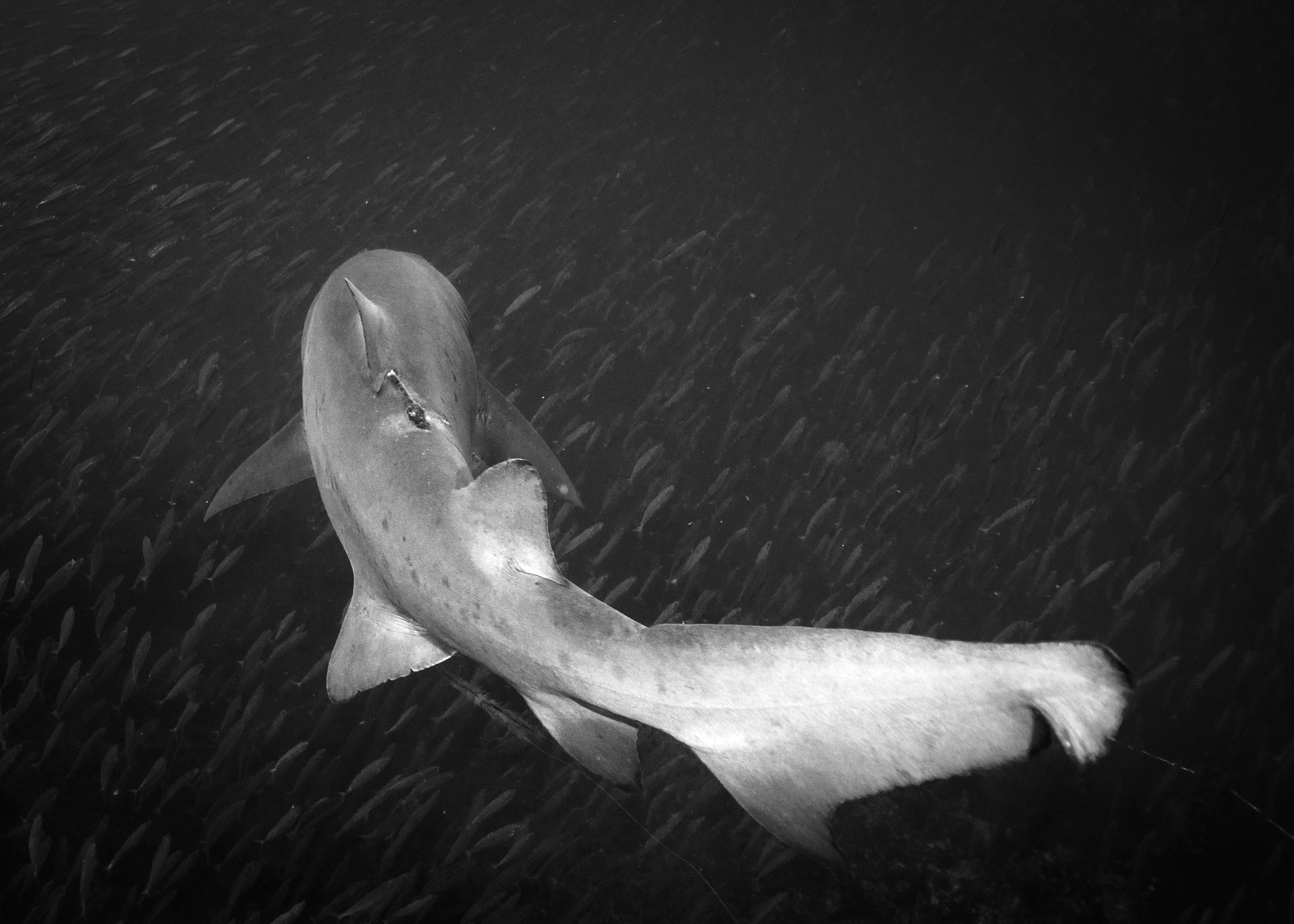 Sharks, Strobes, and Good Company