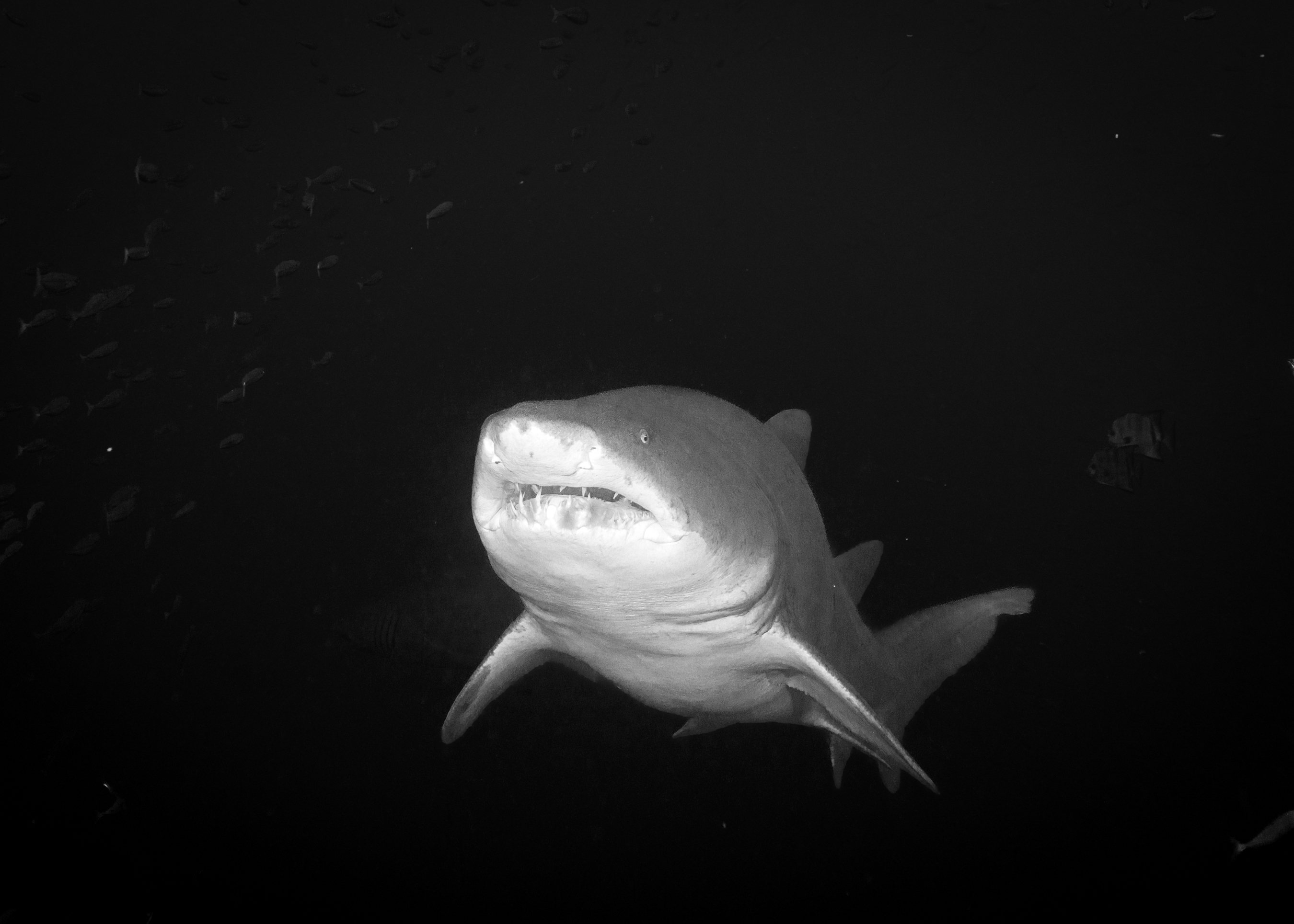 Sharks, Strobes, and Good Company