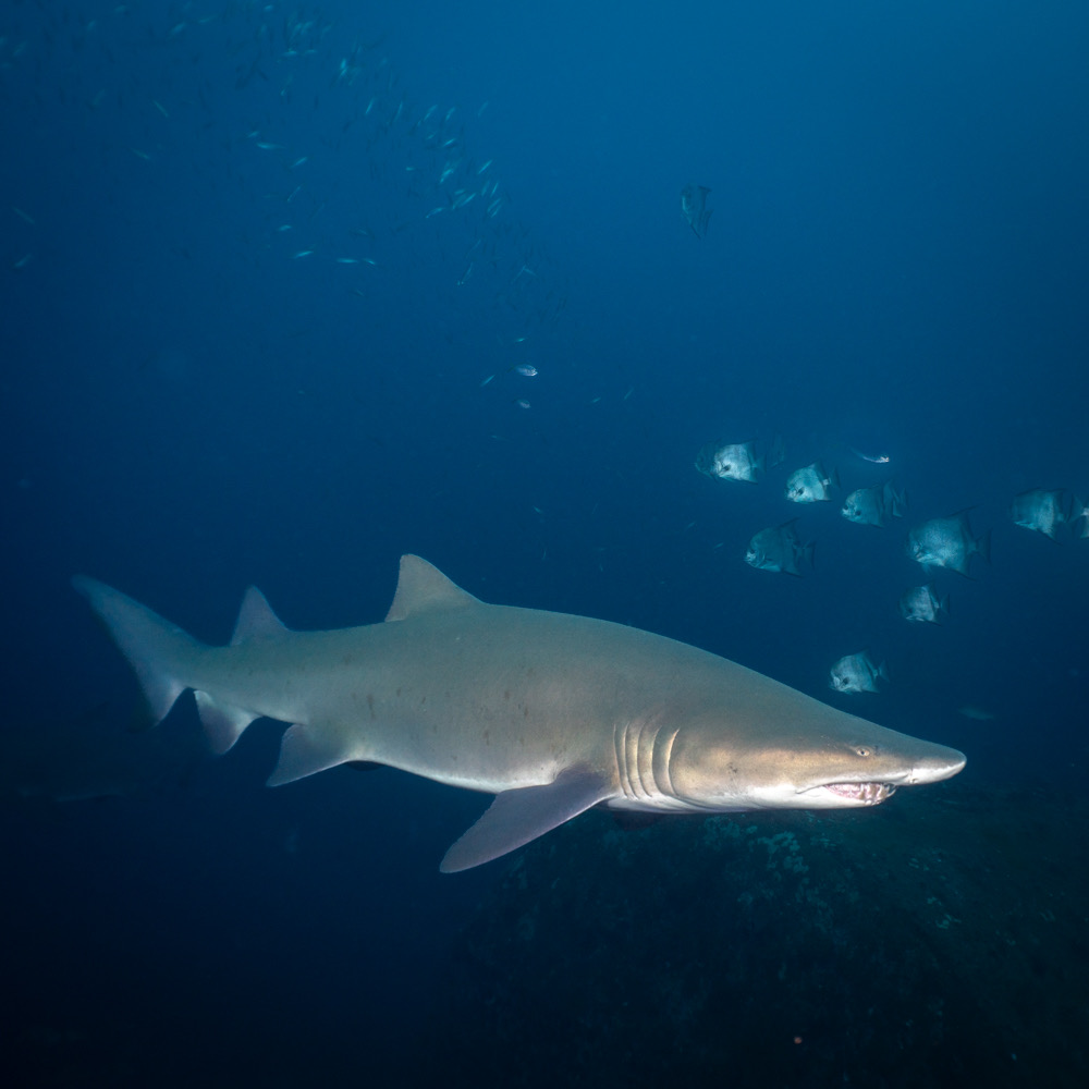 Sharks, Strobes, and Good Company