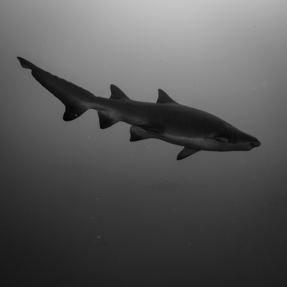 Sharks, Strobes, and Good Company